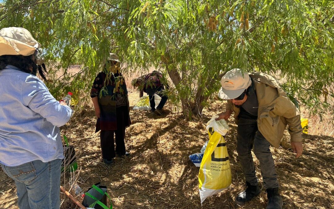 Lomas Bayas y comunidad cosechan 100 kilos de frutos del algarrobo