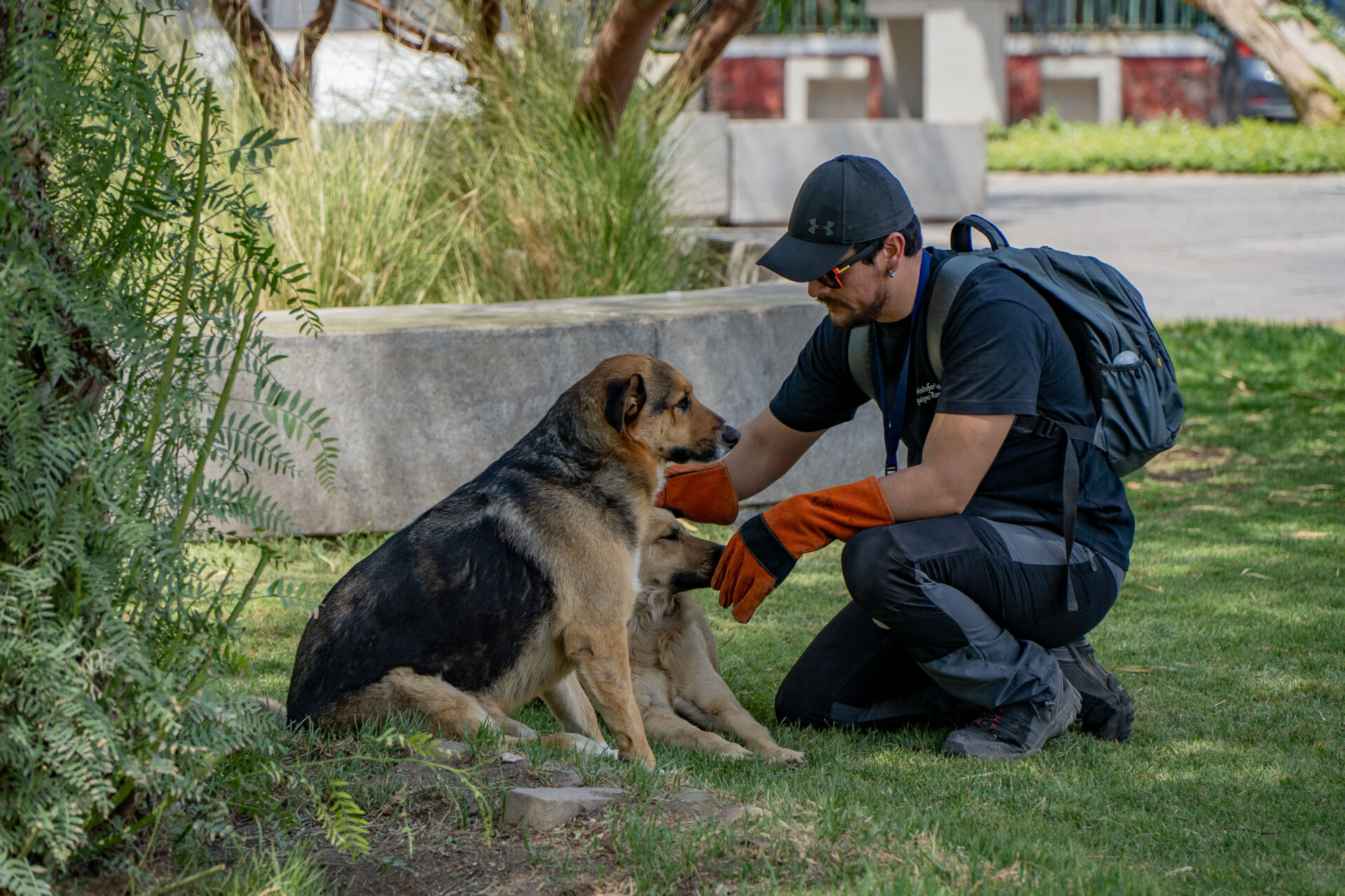 241005 Vacunacioěn Animales comunitarios ME-4