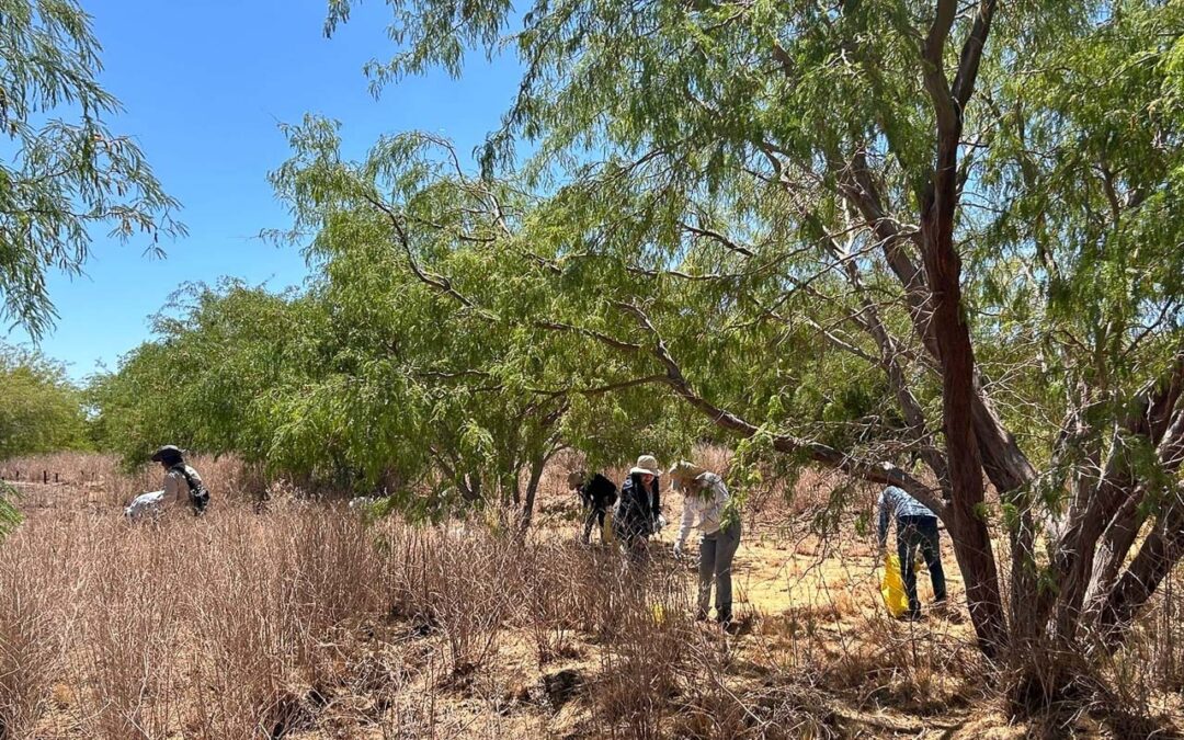 Así fue la cosecha de 100 kilos de frutos del algarrobo desde el Parque Explora Lomas