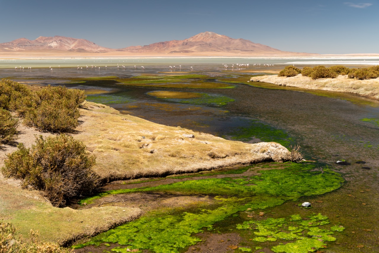 Ollague1 de tamaño grande