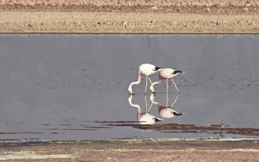 Comunidad de Peine alista ofensiva legal por proyecto minero en el Salar de Atacama